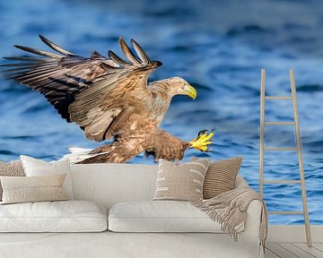 Zeearend met uitgestrekte klauwen bij het vangen van een vis