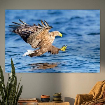 Seeadler mit ausgefahrenen Krallen beim Fang eines Fisches