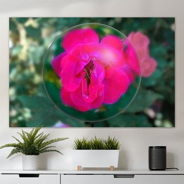 Grasshopper on a rose