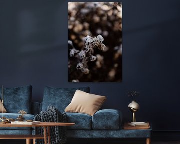 Detail einer gefrorenen Distel im Winter von Oog in Oog Fotografie