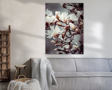 Magnolia