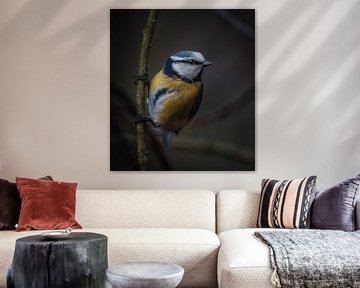 Blue Tit by Andreas Vanhoutte