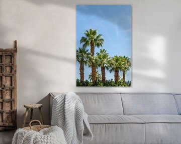 Tropical palm trees by Melanie Viola