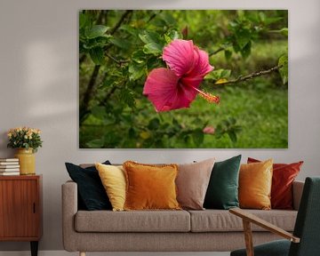 Hibiscus rosa-sinensis van Andrea Ooms