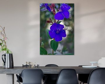paarse africaanse lily van Andrea Ooms