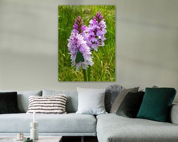 Bécassine des marais sur orchis sur Norbert Hergl