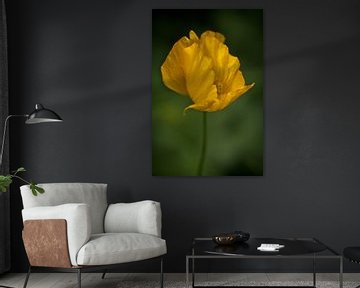 iceland poppy