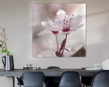 Impressions printanières d'une fleur de cerisier sur Tanja Riedel