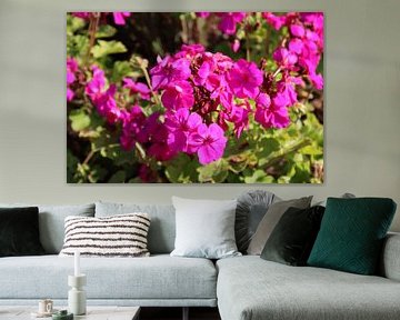 Roze bloemen van Alexandra Joseph Reisefotos und Landschaftsbilder