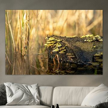 Ondergedompelde boomstam als huis voor de paddestoelen