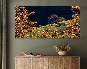 Couleurs d'automne dans la vallée de Münster, Forêt-Noire sur Werner Dieterich