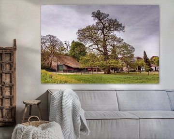 Monumental tree on a farm in Amby by Rob Boon