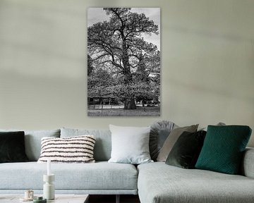 Monumentaler Baum auf einem Bauernhof in Amby von Rob Boon