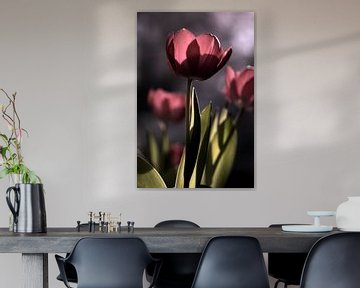 Tulip by Con van Staa