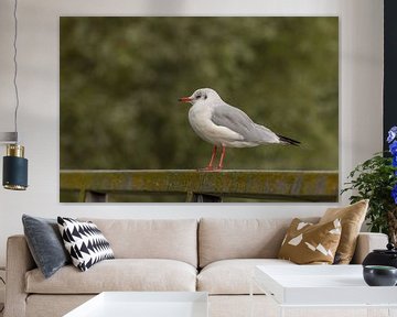 Mouette rieuse sur la rambarde d'un pont à Cadzand-bad sur John van de Gazelle