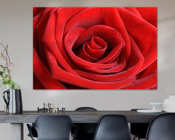 Red rose by Barbara Brolsma