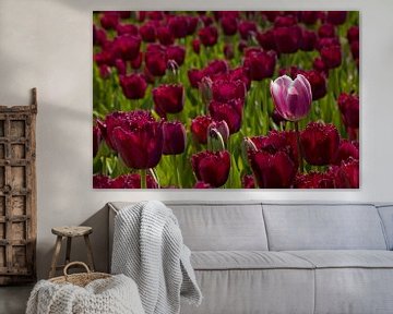 Violet tulips sur Barbara Brolsma
