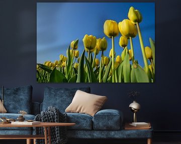 Gele tulpen, blauwe luchten van Remco Swiers