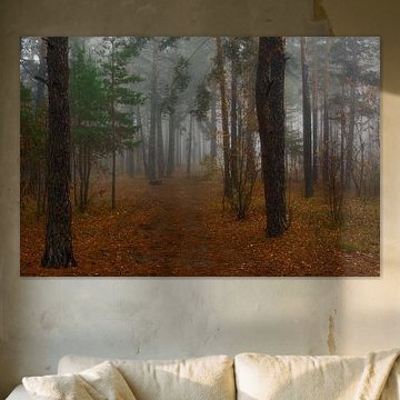 brume d'automne dans la forêt