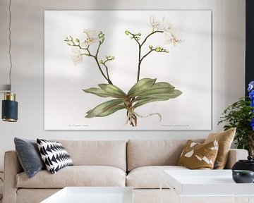 Illustration botanique, aquarelle d'une Orchidée ; Palaenopsis aphrodite. sur Ria Trompert- Nauta