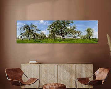 Blossoming Apple trees in an orchard by Sjoerd van der Wal Photography