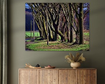Trees and wooden power poles
