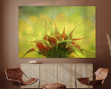 Sonnenblumenknopf von Caroline van Sambeeck