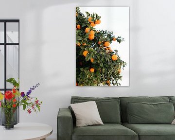 Spaanse sinaasappels | Spanje | Oranje | Fruit | Botanische foto