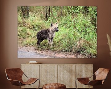 Curious Spotted Hyena Pup by Melanie & Wiebe Hofstra