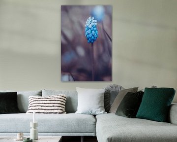 Blue grapes flower in purple tones by Denise Tiggelman