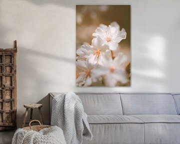 White blackthorn blossom in champagne hues by Denise Tiggelman