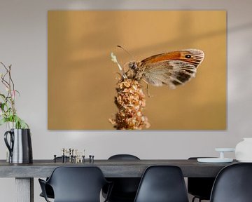 Butterfly at rest by Jolanda de Jong-Jansen
