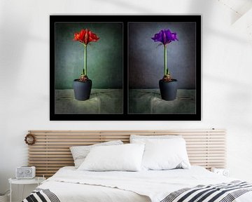 Amaryllis Flowers merged into one photo by Ton Buijs