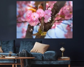 Apfelblüte 2