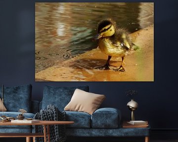 Curious Duckling von Wijnand Kroes