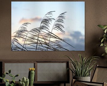 Reed spikelets (Phragmites australis) in the wind against an eve by Maren Winter