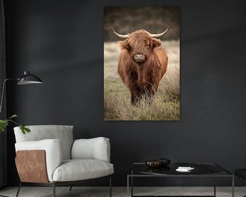 Schotse hooglander koe in de wind van KB Design & Photography (Karen Brouwer)