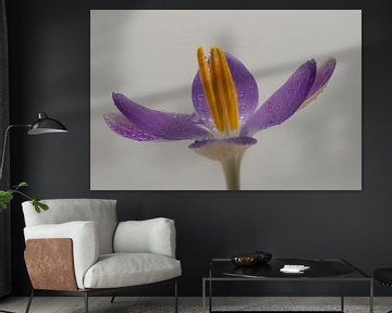 The purple violet with yellow crocuses are there again by Jolanda de Jong-Jansen