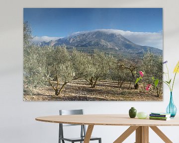 Olivenhain mit Berggipfel in Andalusien, kurz nach der Ernte von Charlotte Serrarens