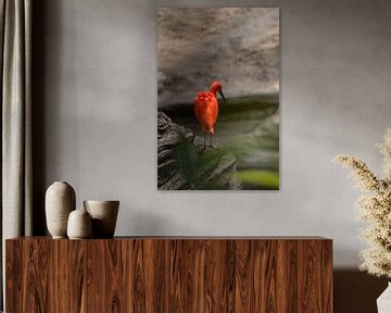 De prachtige rode Ibis van Selwyn Smeets - SaSmeets Photography