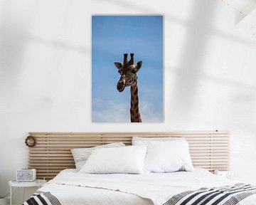 De lange Giraffe van Selwyn Smeets - SaSmeets Photography