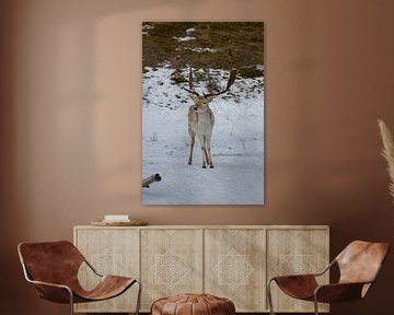 Poserende hert in de sneeuw #1 van Selwyn Smeets - SaSmeets Photography