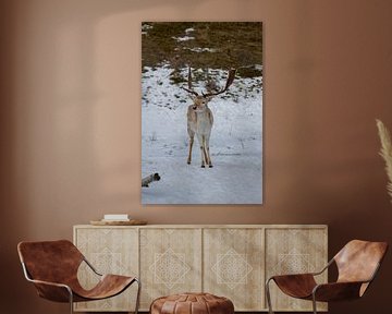Poserende hert in de sneeuw #1 van Selwyn Smeets