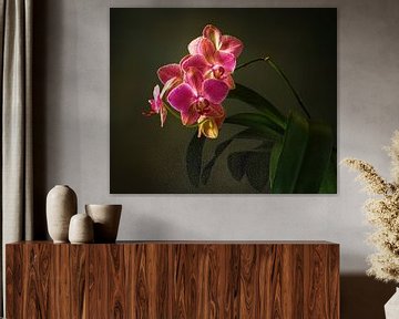 stilleven met een bloeiende orchidee van Mykhailo Sherman