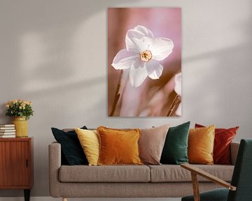 White narcissus flower with soft pink tones by Denise Tiggelman
