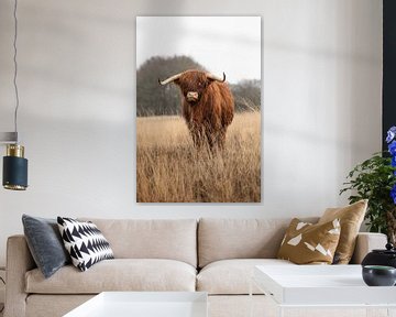 Jonge Schotse Hooglander stier kijkt van KB Design & Photography (Karen Brouwer)