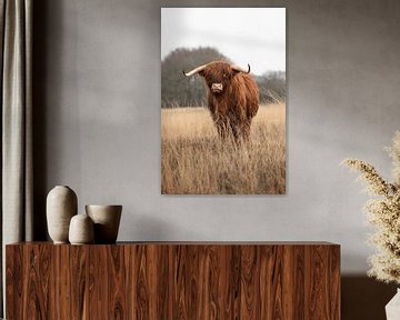 Un jeune taureau écossais Highlander regarde sur KB Design & Photography (Karen Brouwer)