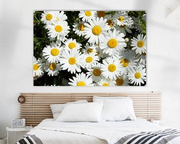 Marguerites, Duitsland