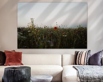Poppy in a field of wildflowers by sonja koning