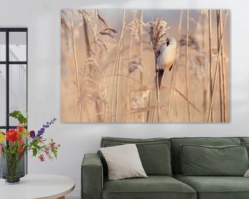 Bearded reedling among the reeds. by Roosmarijn Bruijns